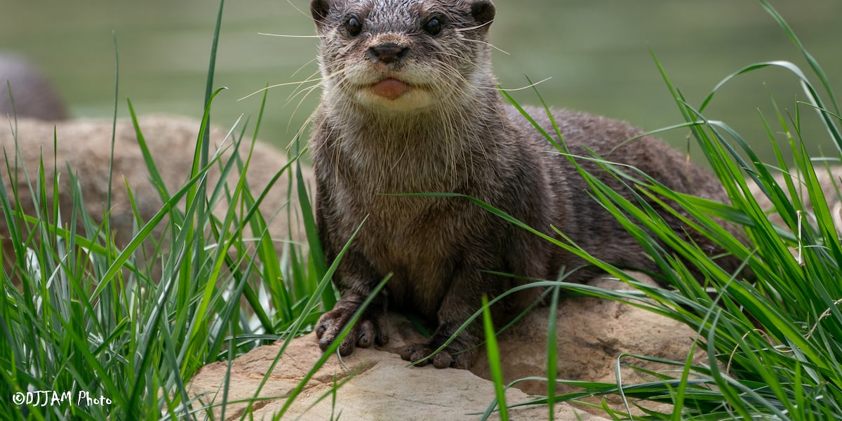 Cincinnati Zoo: Otter's Adorable New Pups!