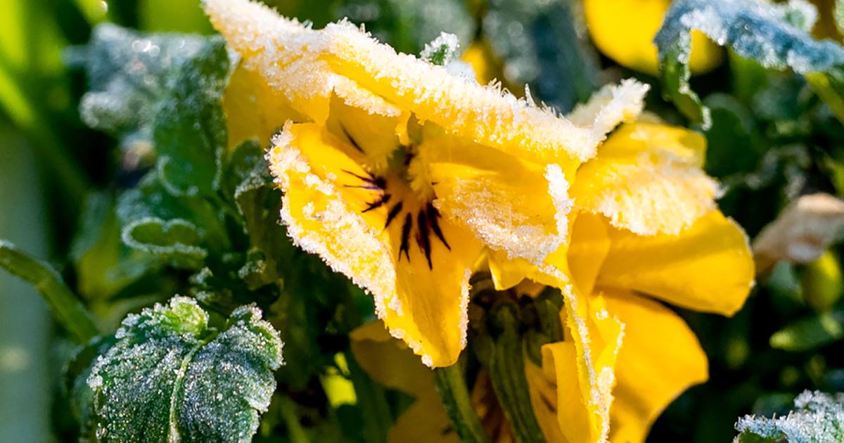 Eisheiligen: Schutz Vor Spätfrost Im Frühling